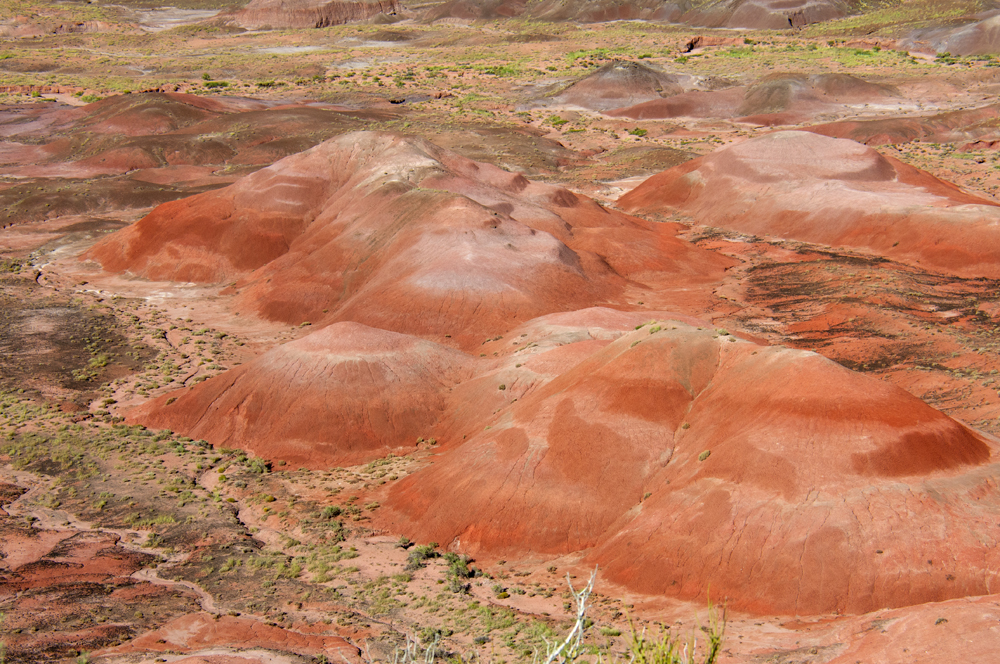 Petrified Forest National Park