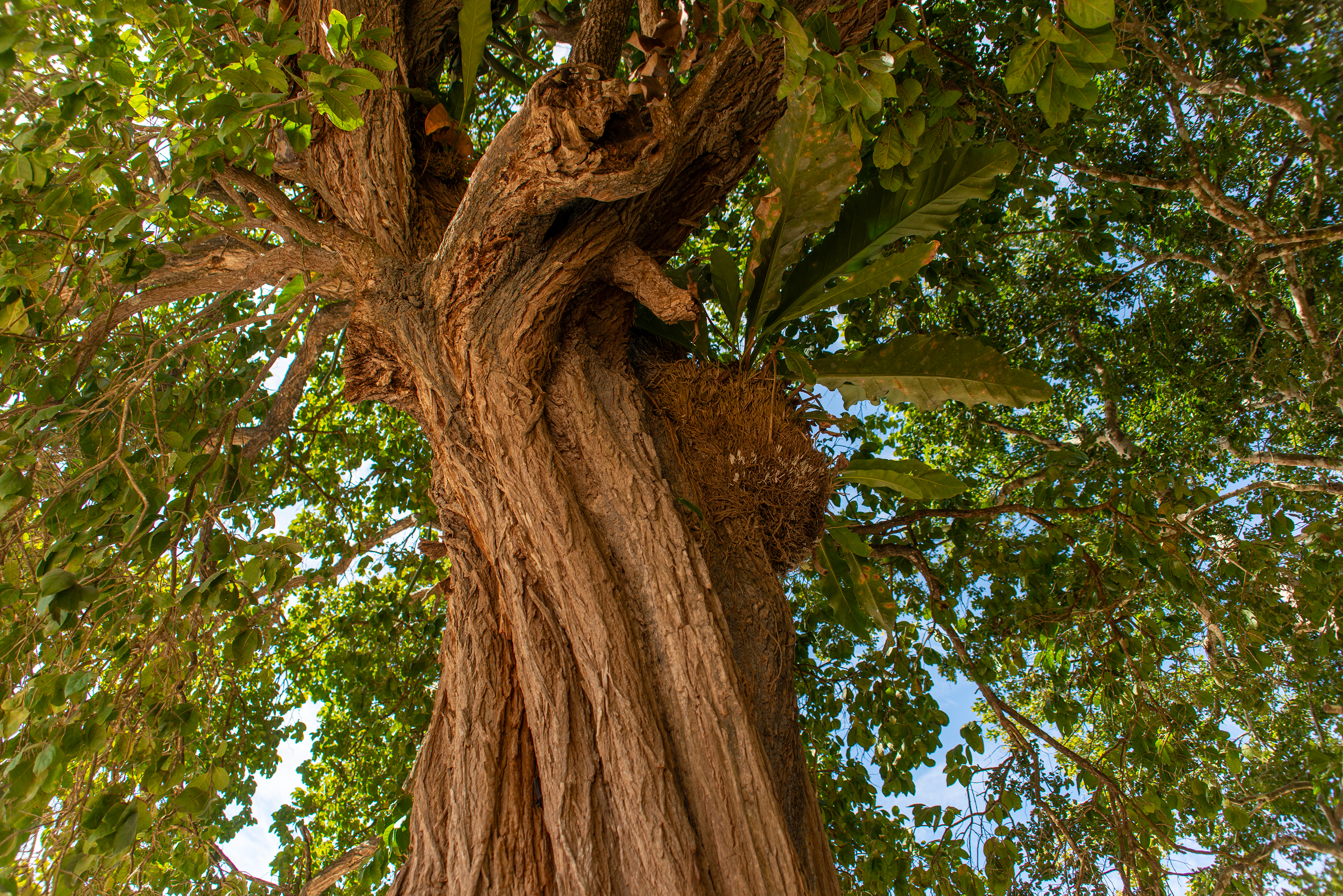 Chichen Itza, Mexico