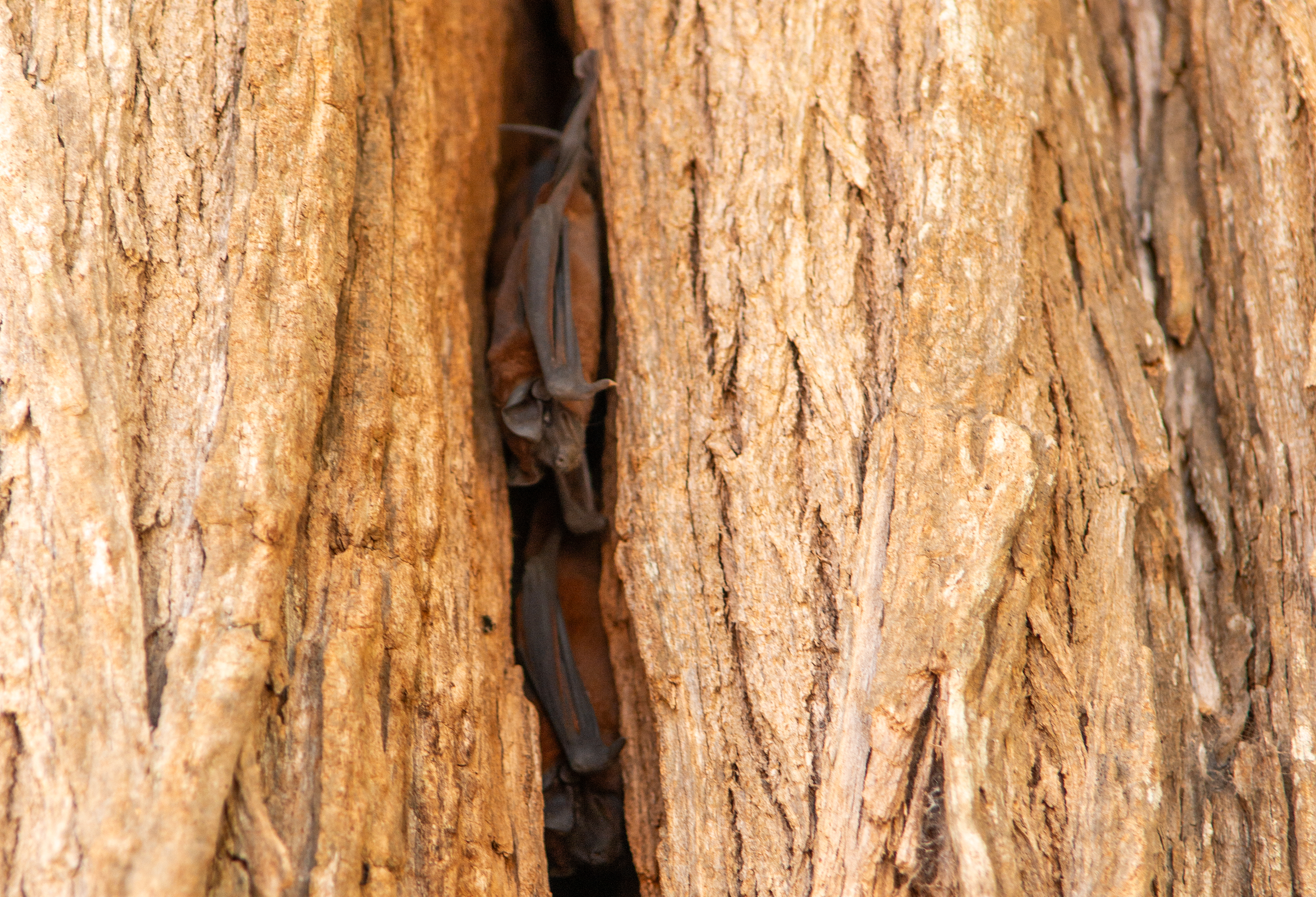 Chichen Itza, Mexico