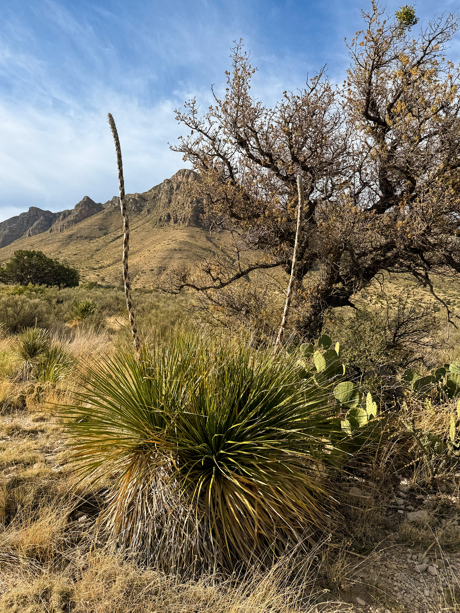 Guadalupe Mountains National Park Guadalupe Mountains National Park