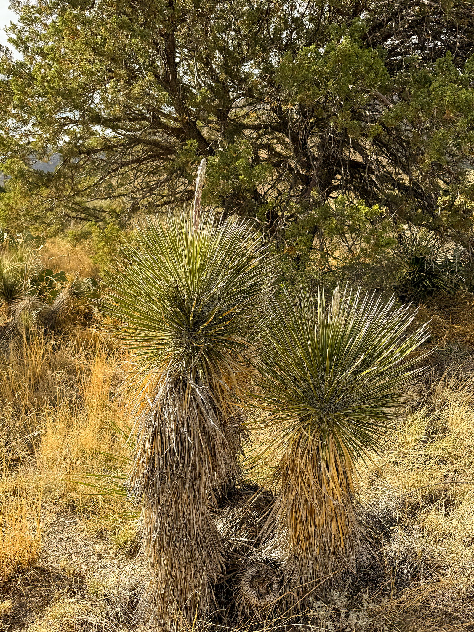 Guadalupe Mountains National Park Guadalupe Mountains National Park