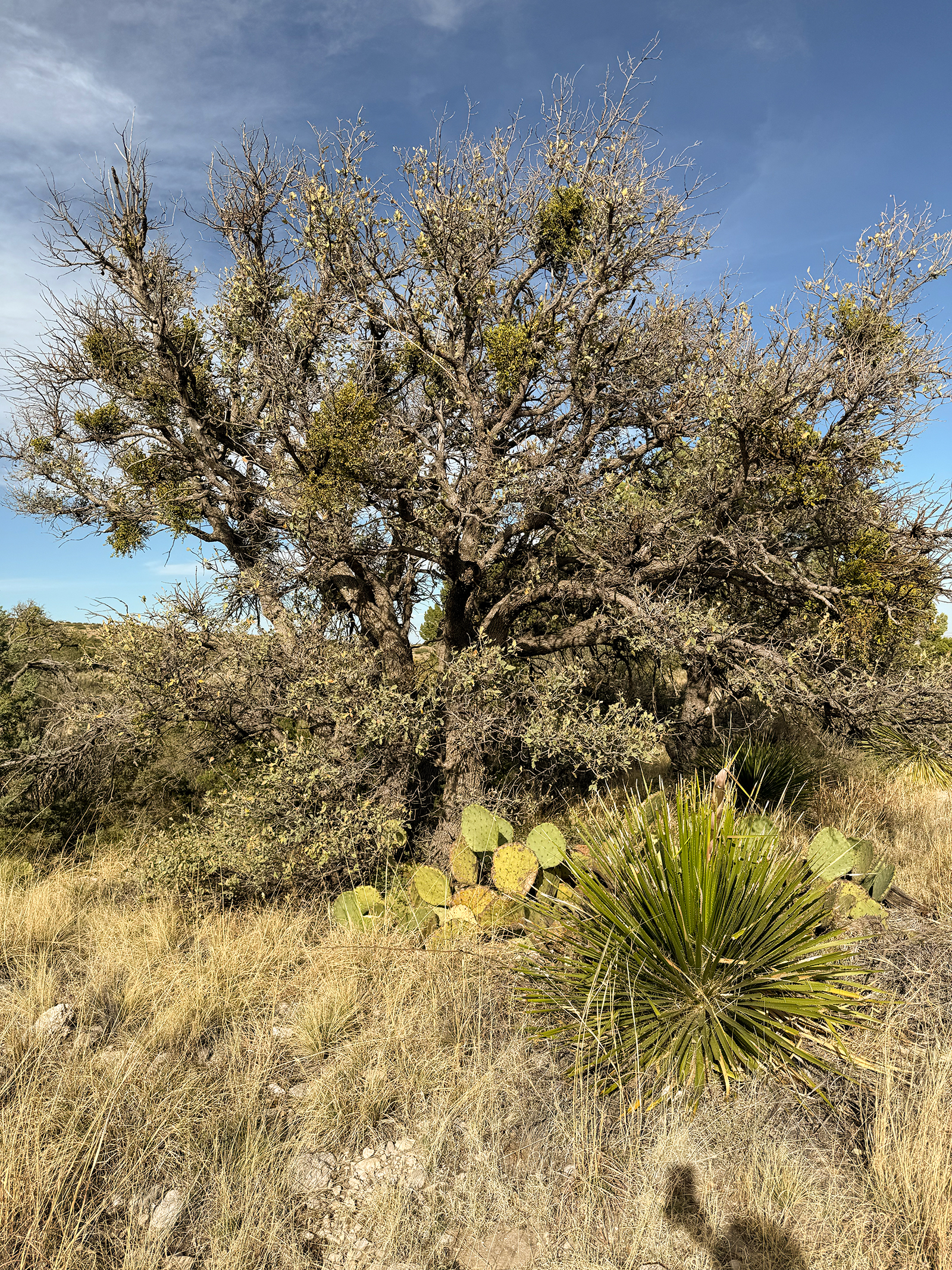 Guadalupe Mountains National Park Guadalupe Mountains National Park