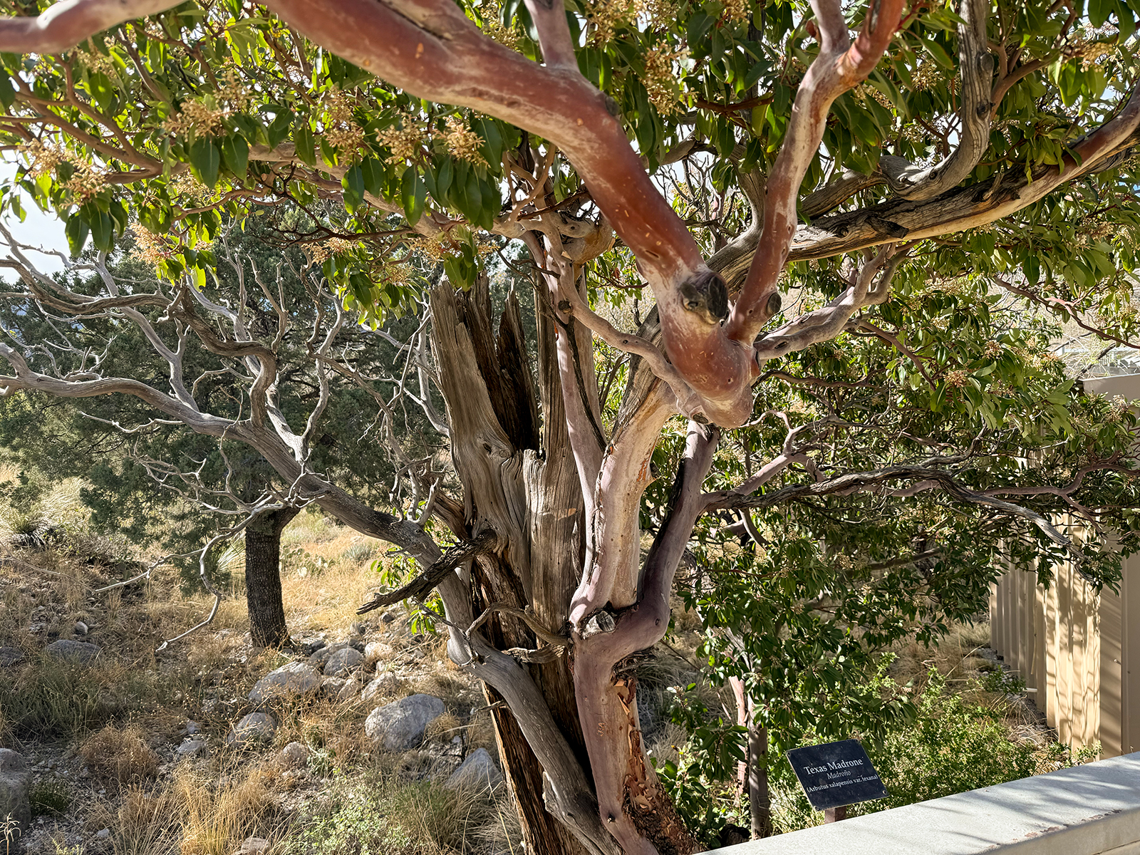 Guadalupe Mountains National Park Guadalupe Mountains National Park