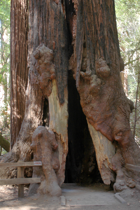 Muir Woods National Monument