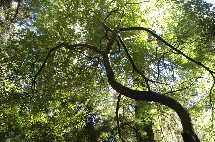 Muir Woods National Monument