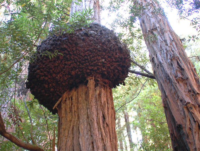 Muir Woods National Monument