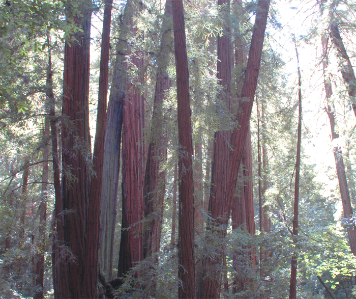 Muir Woods National Monument